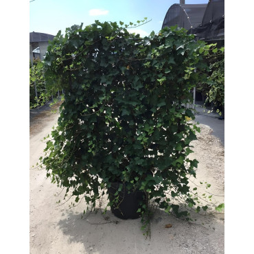 HEDERA helix En pot forme espalier