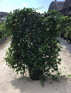 HEDERA helix En pot forme espalier