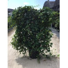 HEDERA helix En pot forme espalier