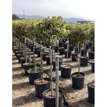 ILEX aquifolium ARGENTEA MARGINATA En pot forme tige hauteur du tronc 090-110 cm