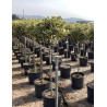 ILEX aquifolium ARGENTEA MARGINATA En pot forme tige hauteur du tronc 090-110 cm