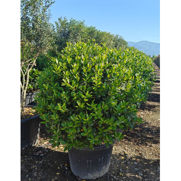 ILEX NELLIE R. STEVENS En pot forme boule