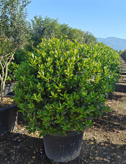 ILEX NELLIE R. STEVENS En pot forme boule
