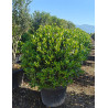 ILEX NELLIE R. STEVENS En pot forme boule