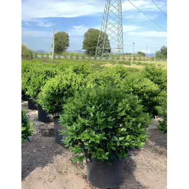 ILEX NELLIE R. STEVENS En pot forme boule