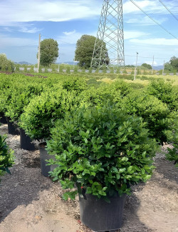 ILEX NELLIE R. STEVENS En pot forme boule