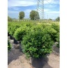 ILEX NELLIE R. STEVENS En pot forme boule
