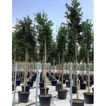 ILEX NELLIE R. STEVENS En pot forme rideau sur tige hauteur du tronc 190-210 cm
