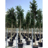ILEX NELLIE R. STEVENS En pot forme rideau sur tige hauteur du tronc 190-210 cm