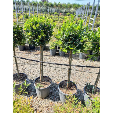 LAURUS NOBILIS En pot forme tige hauteur du tronc 090-110 cm