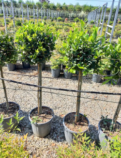 LAURUS NOBILIS En pot forme tige hauteur du tronc 090-110 cm