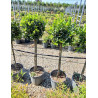 LAURUS NOBILIS En pot forme tige hauteur du tronc 090-110 cm