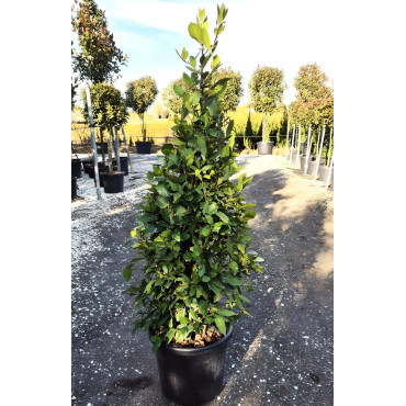 LAURUS NOBILIS En pot forme conique