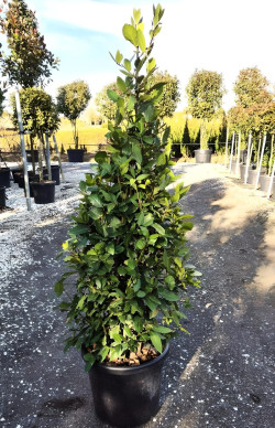 LAURUS NOBILIS En pot forme conique