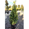 LAURUS NOBILIS En pot forme conique