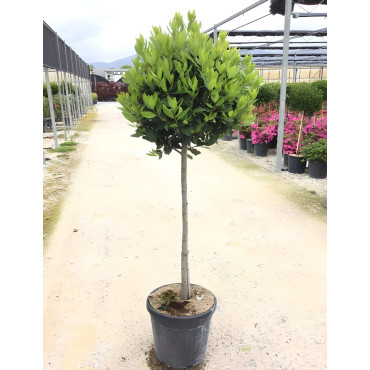 LAURUS NOBILIS En pot forme tige hauteur du tronc 090-110 cm