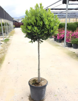LAURUS NOBILIS En pot forme tige hauteur du tronc 090-110 cm