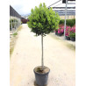 LAURUS NOBILIS En pot forme tige hauteur du tronc 090-110 cm