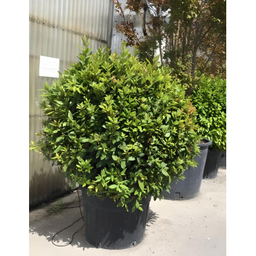 LAURUS NOBILIS En pot forme boule