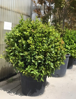 LAURUS NOBILIS En pot forme boule
