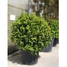 LAURUS NOBILIS En pot forme boule
