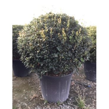 OSMANTHUS heterophyllus En pot forme boule