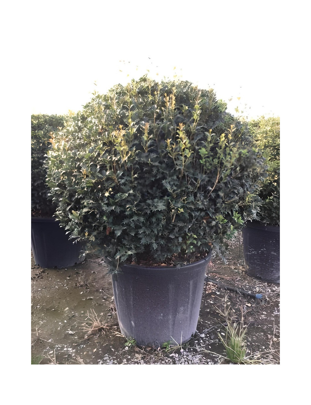 OSMANTHUS heterophyllus En pot forme boule