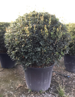 OSMANTHUS heterophyllus En pot forme boule