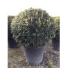 OSMANTHUS heterophyllus En pot forme boule