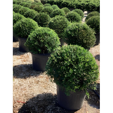 PHILLYREA angustifolia En pot forme boule