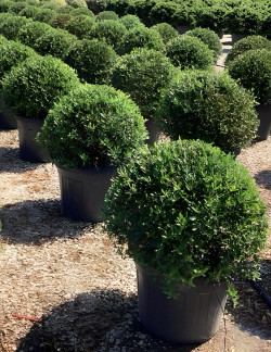 PHILLYREA angustifolia En pot forme boule