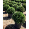 PHILLYREA angustifolia En pot forme boule