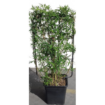 PHYLLOSTACHYS En pot forme espalier hauteur