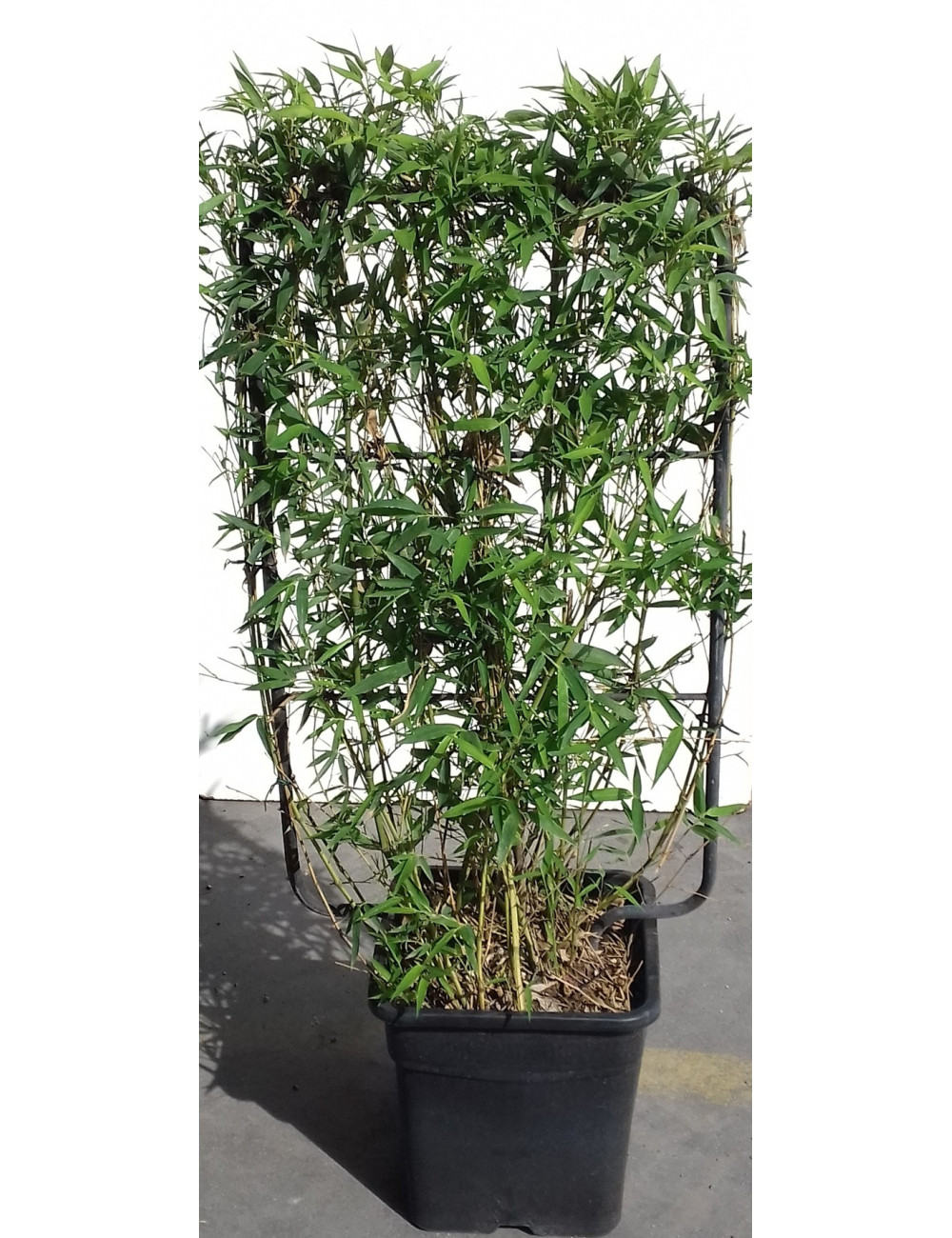 PHYLLOSTACHYS En pot forme espalier hauteur