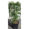 PHYLLOSTACHYS En pot forme espalier hauteur