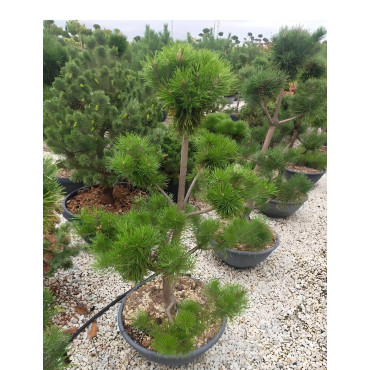 PINUS nigra ssp. nigra En pot forme pompons