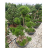 PINUS nigra ssp. nigra En pot forme pompons