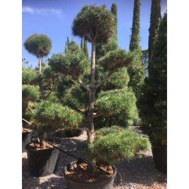 PINUS sylvestris En pot forme pompons