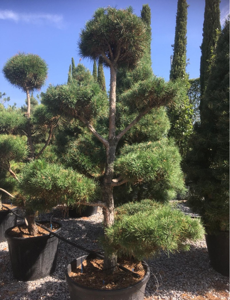 PINUS sylvestris En pot forme pompons PINUS sylvestris En pot forme pompons