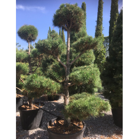 PINUS sylvestris En pot forme pompons