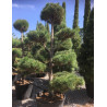 PINUS sylvestris En pot forme pompons