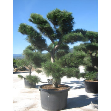 PINUS nigra ssp. nigra En pot forme pompons