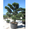 PINUS nigra ssp. nigra En pot forme pompons