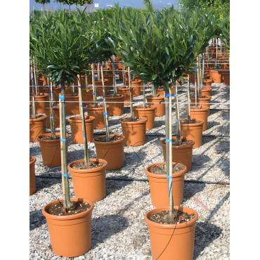 PRUNUS laurocerasus OTTO LUYKEN En pot forme tige hauteur du tronc 090-110 cm