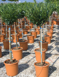PRUNUS laurocerasus OTTO LUYKEN En pot forme tige hauteur du tronc 090-110 cm
