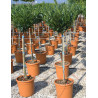 PRUNUS laurocerasus OTTO LUYKEN En pot forme tige hauteur du tronc 090-110 cm