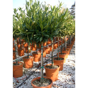 PRUNUS laurocerasus OTTO LUYKEN En pot forme tige hauteur du tronc 090-110 cm
