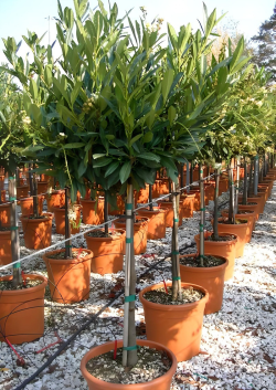 PRUNUS laurocerasus OTTO LUYKEN En pot forme tige hauteur du tronc 090-110 cm