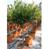 PRUNUS laurocerasus OTTO LUYKEN En pot forme tige hauteur du tronc 090-110 cm