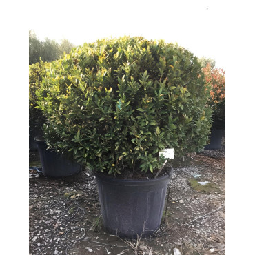 PRUNUS laurocerasus OTTO LUYKEN En pot forme boule